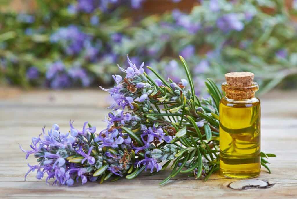 Best Rosemary OIl - Beautygab