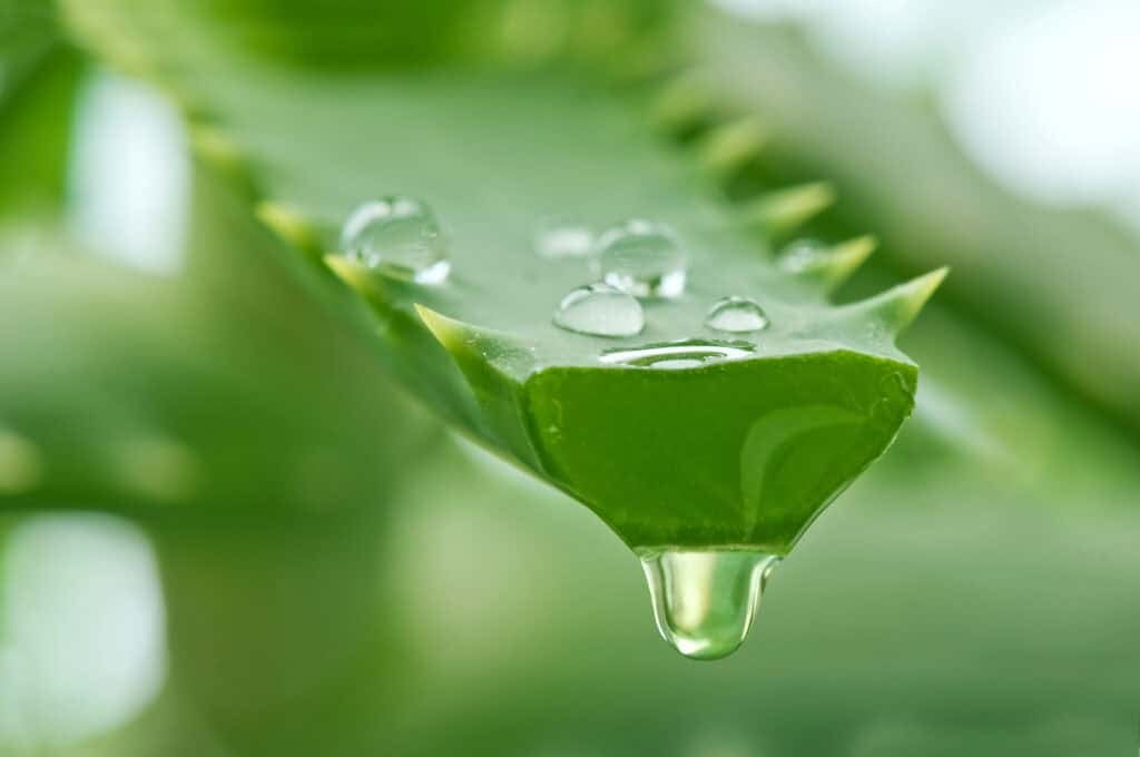 aloe vera - Beautygab aloe vera